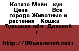 Котята Мейн - кун › Цена ­ 19 000 - Все города Животные и растения » Кошки   . Тульская обл.,Донской г.